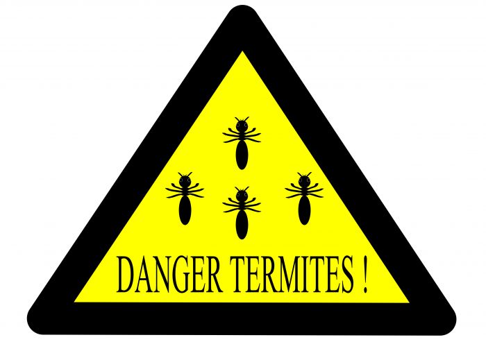 L'expertise termites